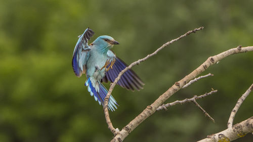 Blue bird perching flying over bare tree