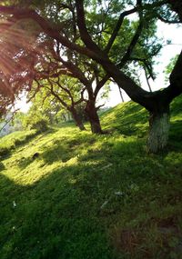 Trees on grassy field