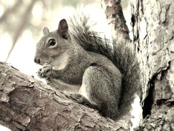 Squirrel on tree