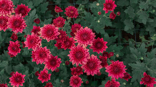 Close-up of pink flowering plants