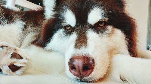 Close-up of malamute at home