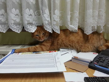 Cat relaxing on books at desk