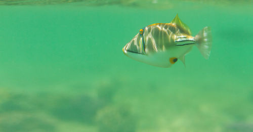 Close-up of fish swimming in sea