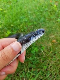 Close-up of hand holding crab on grass