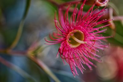 Close-up of red flower blooming outdoors