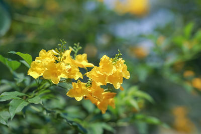 Close-up of yellow flowering plant on field