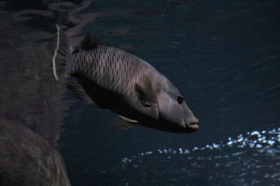 Close-up side view of duck swimming in water