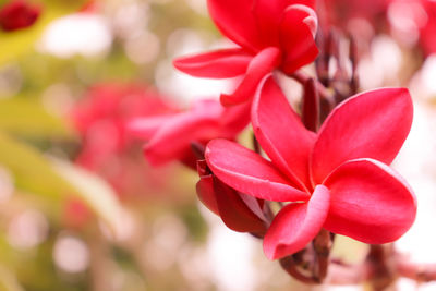 Close-up of red flowering plant