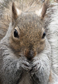 Close-up of squirrel