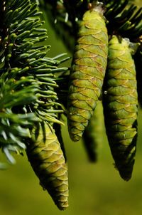 Close-up of pine cones