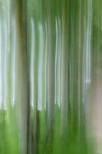 Full frame shot of bamboo plants