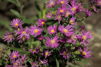 Close-up of pink flowering plants