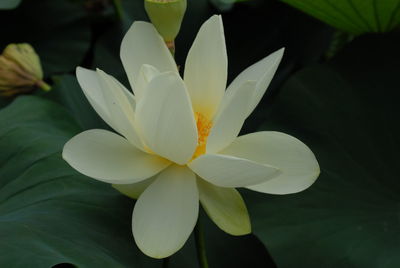 Close-up of frangipani blooming outdoors