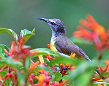 Close-up of bird perching on flower