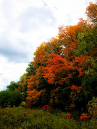 Autumn trees against sky