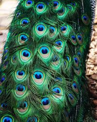 Close-up of peacock feathers