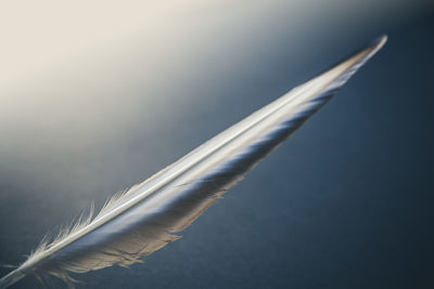 Close-up of feather against sky