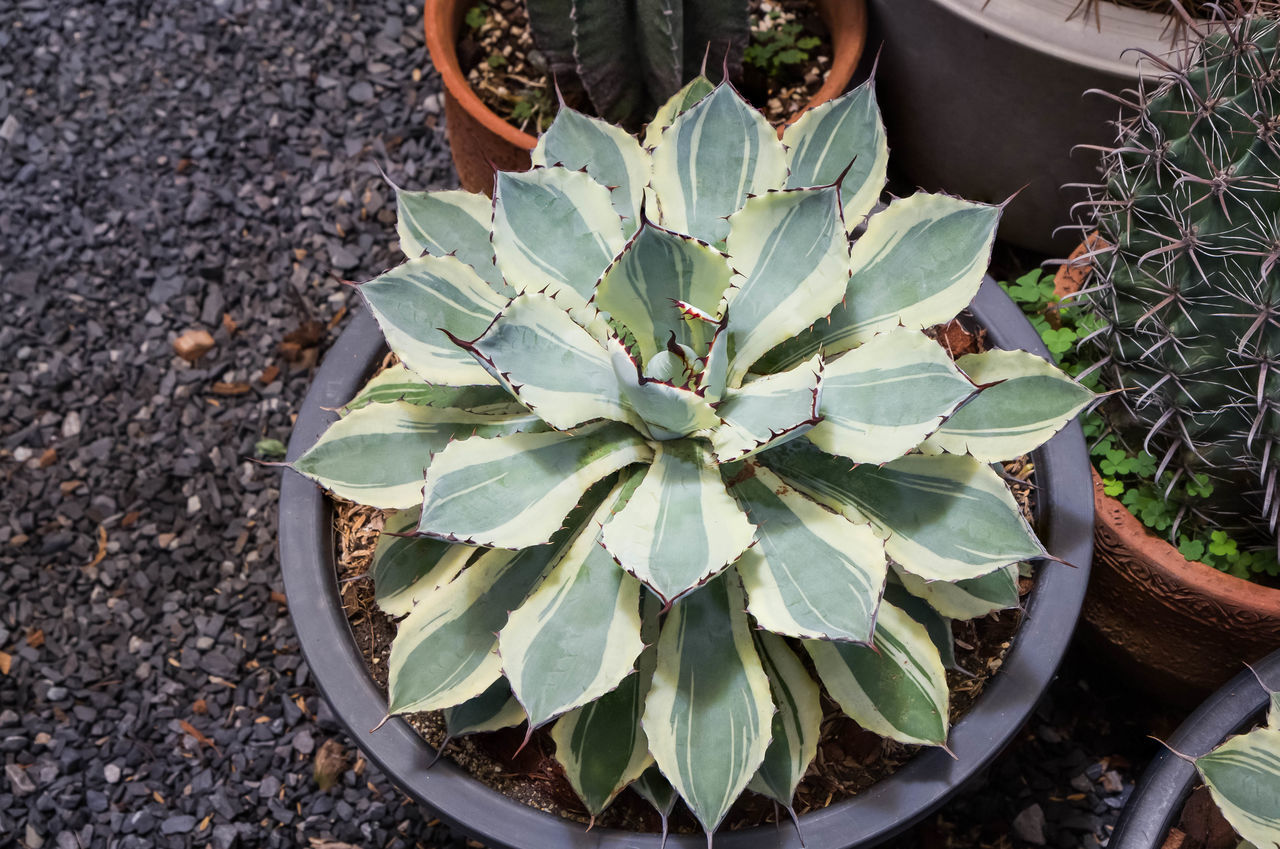 HIGH ANGLE VIEW OF SUCCULENT PLANTS