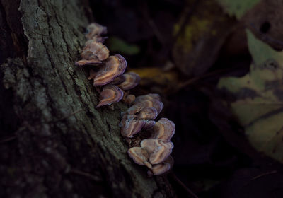 Close-up of mushrooms growing on tree trunk