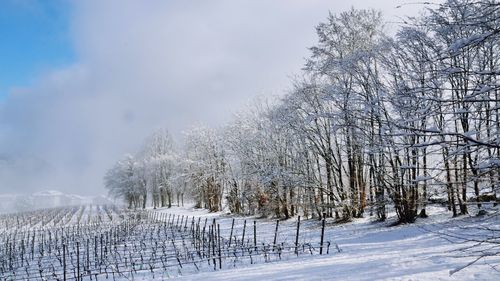 Bare trees on snow field against sky
