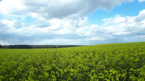 Scenic view of agricultural field against sky