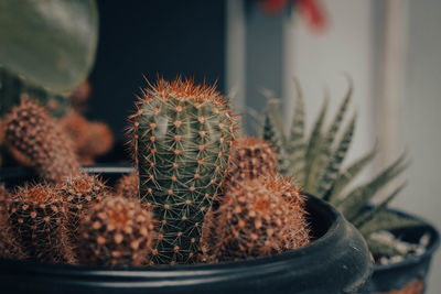 Close-up of potted plant