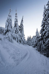 Snow covered road by trees against sky