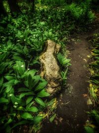 High angle view of plant on field