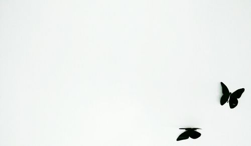 Low angle view of bird flying in sky