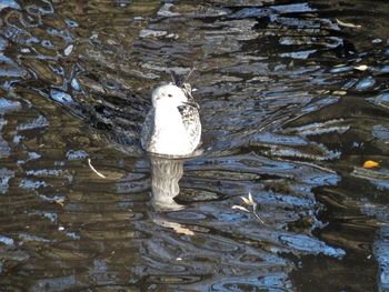 High angle view of bird swimming in lake