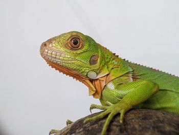 Close-up of iguana against clear sky