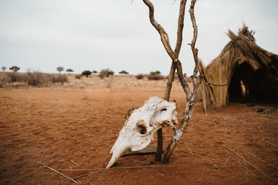 View of animal skull on field