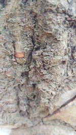 Full frame shot of tree trunk