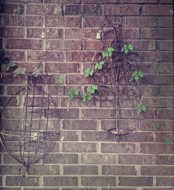 Plant growing on brick wall