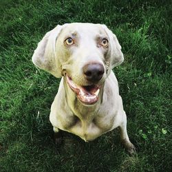 Portrait of dog on grassy field