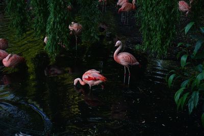 Ducks in a lake