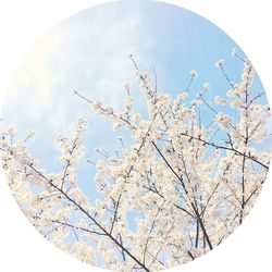 Low angle view of flowers against sky