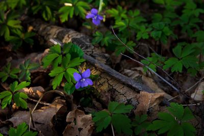 Close-up of purple flowering plants on field