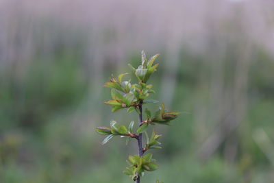 Close-up of plant