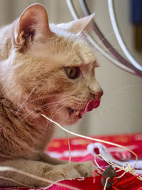 Close-up of cat at home