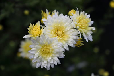 Close-up of white and yellow flowering plant