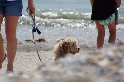 Low section of people with dog on beach