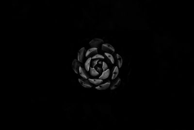 Close-up of white rose against black background