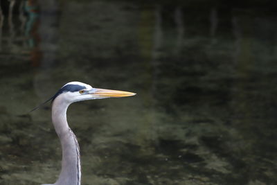 Closeup of heron with bright yellow eyes and long orange beak