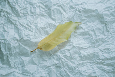 High angle view of leaf on bed