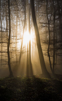 Sunlight streaming through trees in forest