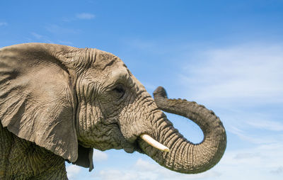 Close-up of elephant against sky