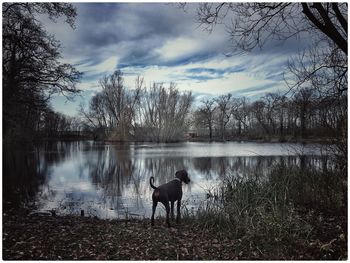 Dog in lake