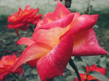 Close-up of red flower blooming outdoors