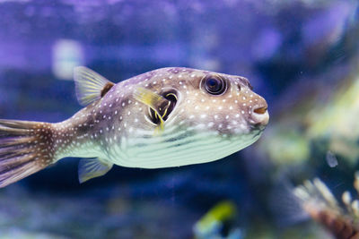 Close-up of fish in water